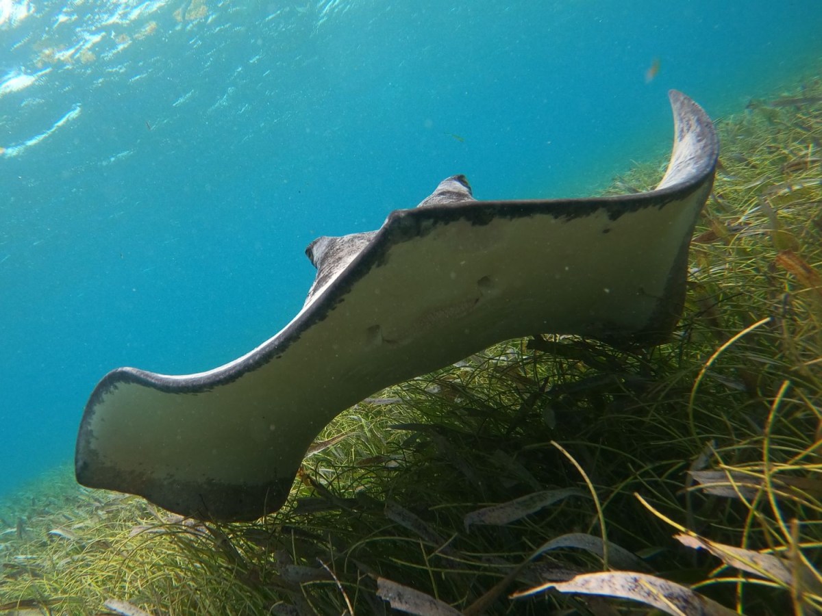 Angekommen im Paradies: Caye&nbsp;Caulker